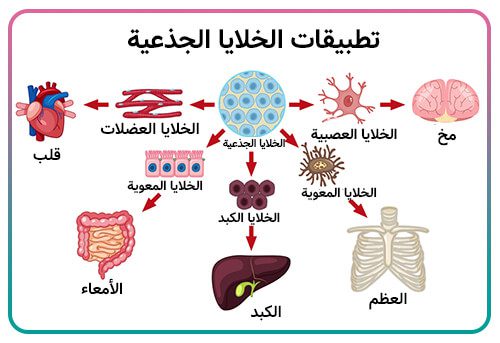 Terapiya hucreya reh