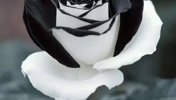 Medical Assistance Jordan