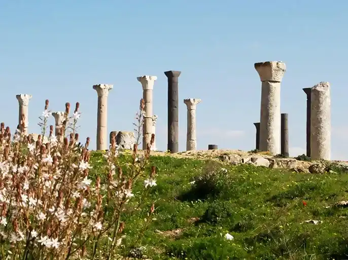 Home 161 اعمده قويلبه